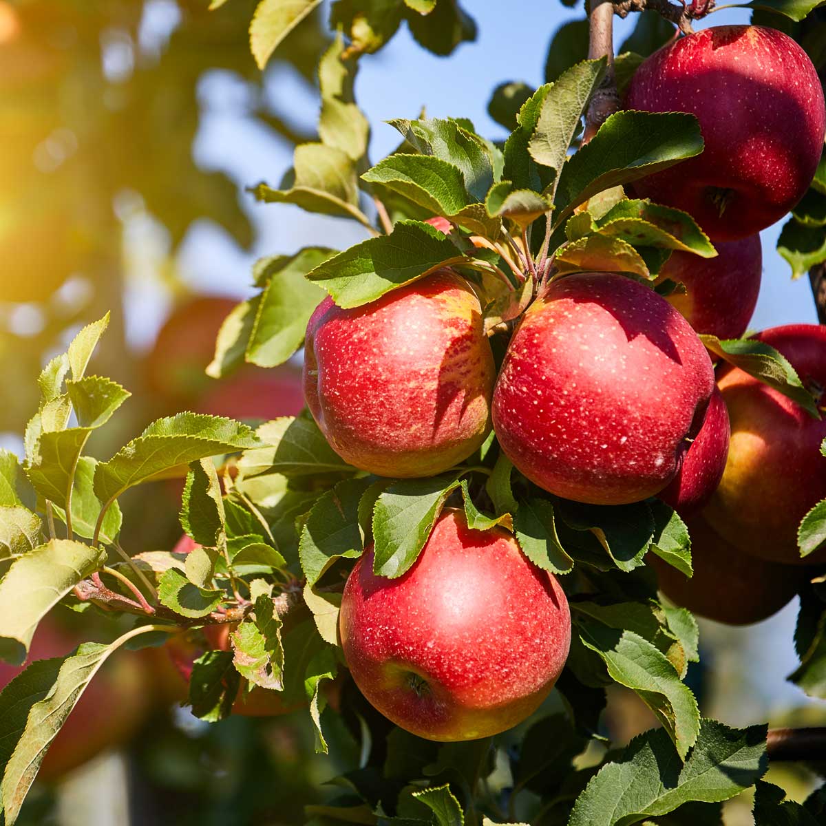 Sortimentslisten der GartenBaumschule Lehnert - Bodendecker, Obstbäume, Rosen, Ziersträucher und Heckenpflanzen aus Sangerhausen