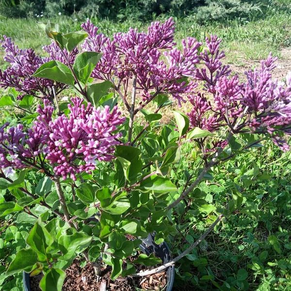 *Zwerg-Duftflieder* (Syringa mayeri 'Palibin')