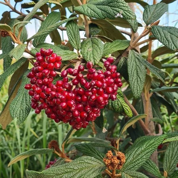 *Runzelblättriger Schneeball* (Viburnum rhytidophyllum)
