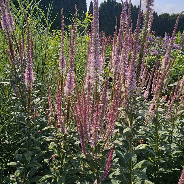 *Kandelaber-Ehrenpreis 'Erika'* (Veronicastrum virginicum 'Erika')