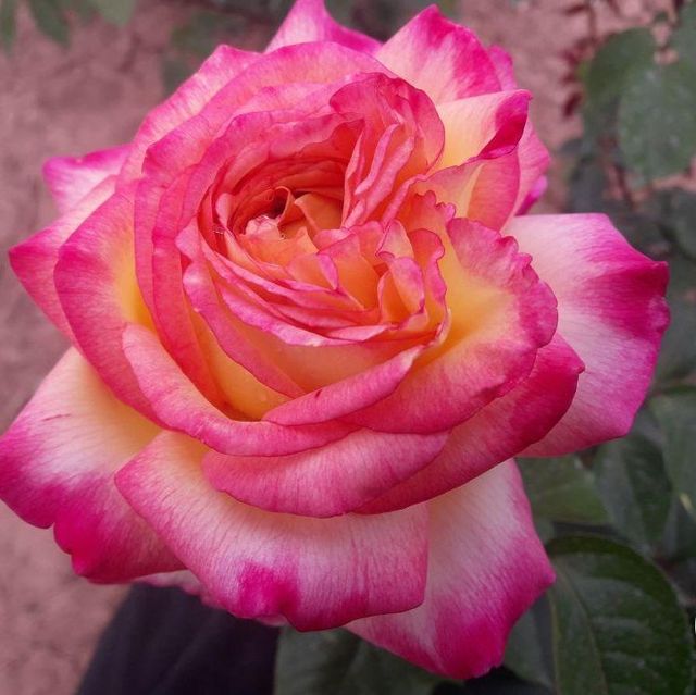 Edelrosen im im Sortiment der GartenBaumschule Lehnert - Bodendecker, Obstbäume, Rosen, Ziersträucher und Heckenpflanzen aus Sangerhausen