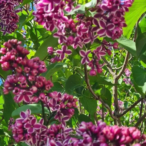 *Edelflieder 'Sensation'* (Syringa vulgaris 'Sensation')