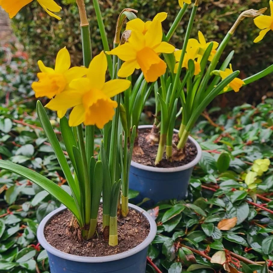 *Osterglocke* (Narcissus pseudonarcissus)