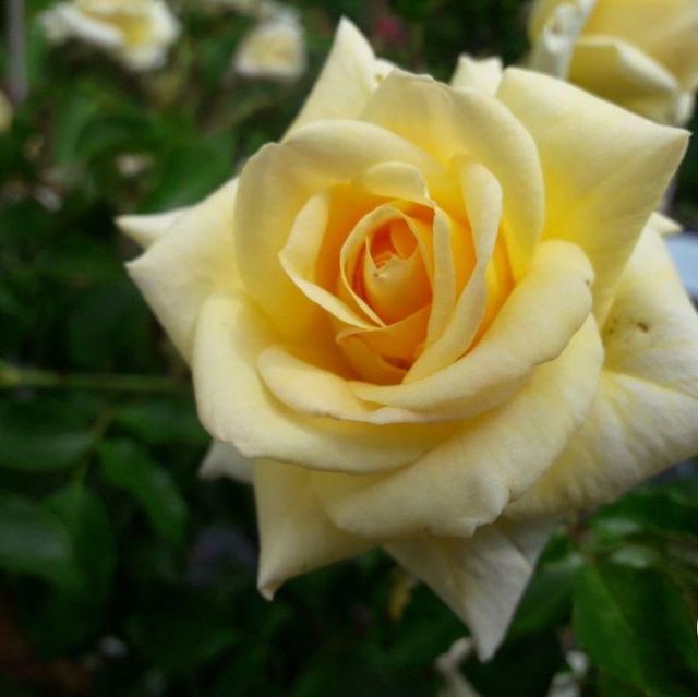 Seltene Rosen im Sortiment der GartenBaumschule Lehnert - Bodendecker, Obstbäume, Rosen, Ziersträucher und Heckenpflanzen aus Sangerhausen