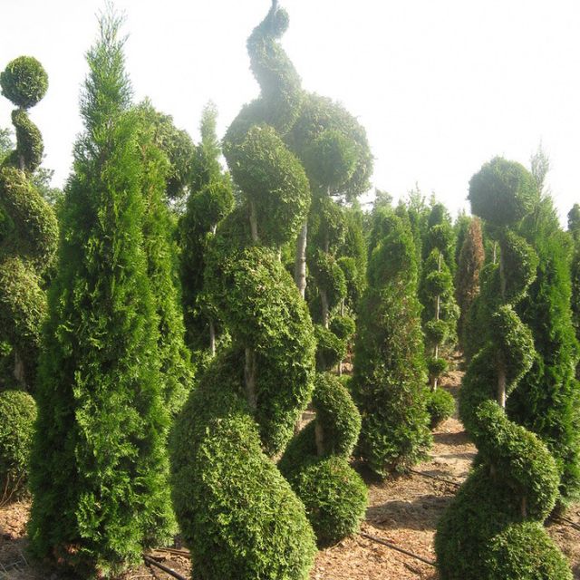 Formgehölze - Thuja - im Sortiment der GartenBaumschule Lehnert - Bodendecker, Obstbäume, Rosen, Ziersträucher und Heckenpflanzen aus Sangerhausen