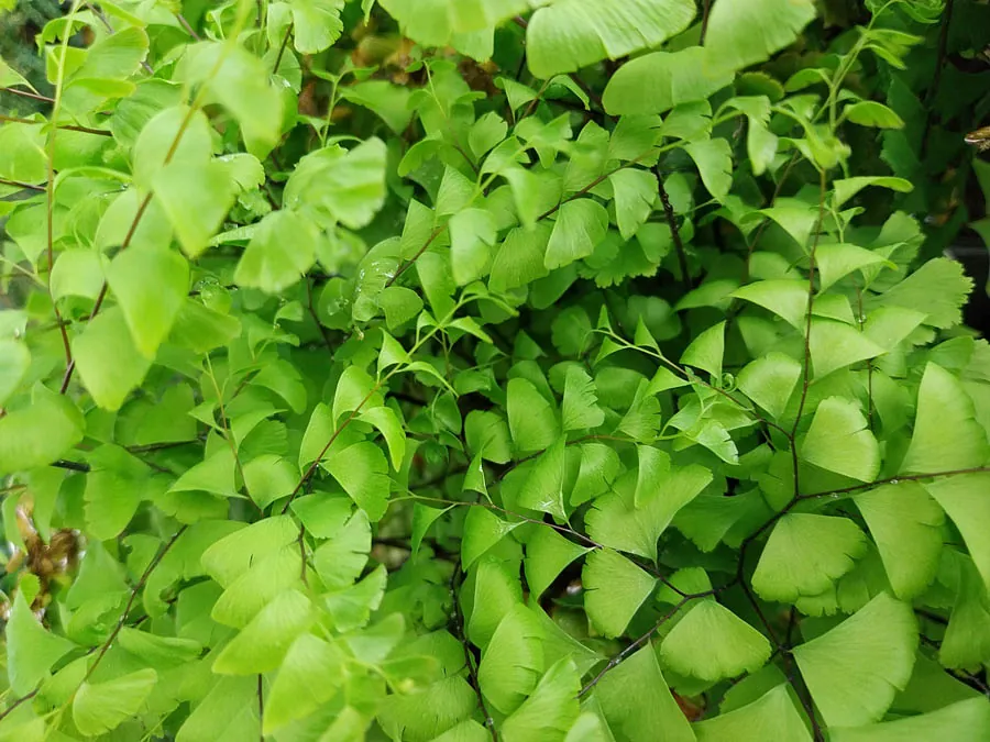 *Pfauenradfarn* (Adiantum pedatum)