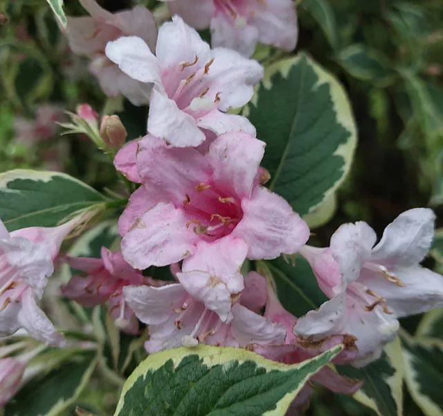 *Buntblättrige Weigelie 'Nana Variegata'* (Weigela florida 'Nana Variegata')
