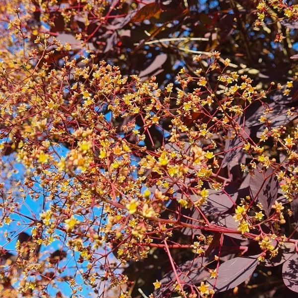 *Roter Perückenstrauch 'Royal Purple'* (Cotinus coggygria 'Royal Purple')