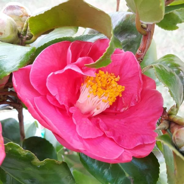 *Kamelie* (Camellia japonica) in Sorten