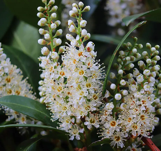 *Lorbeerkirsche 'Genolia'* (Prunus laurocerasus 'Genolia')