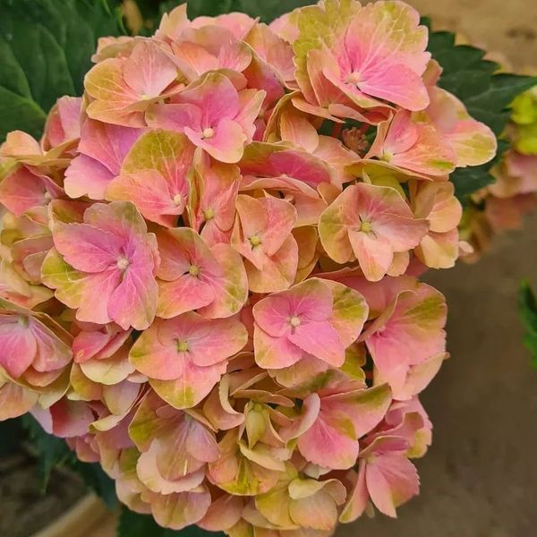*Hortensie 'Magical Four Seasons' (Hydrangea macrophylla 'Magical Four Seasons')