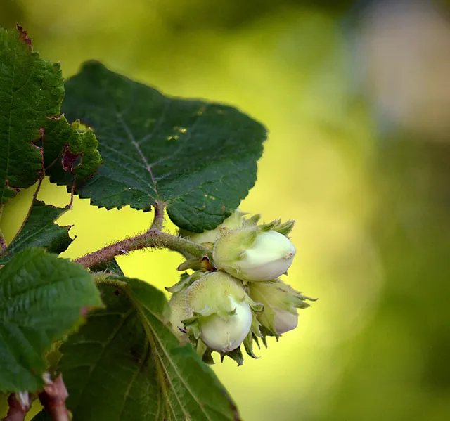 *Haselnuss 'Hallesche Riesennuss'* (Corylus avellana 'Hallesche Riesennuss')