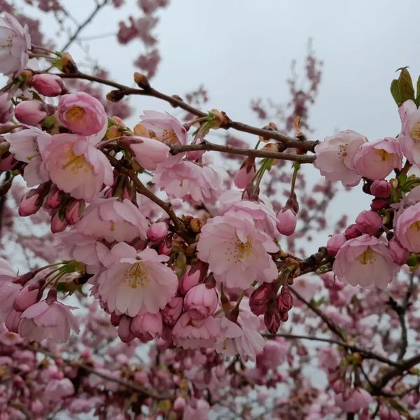 *Frühlingskirsche* (Prunus 'Accolade')