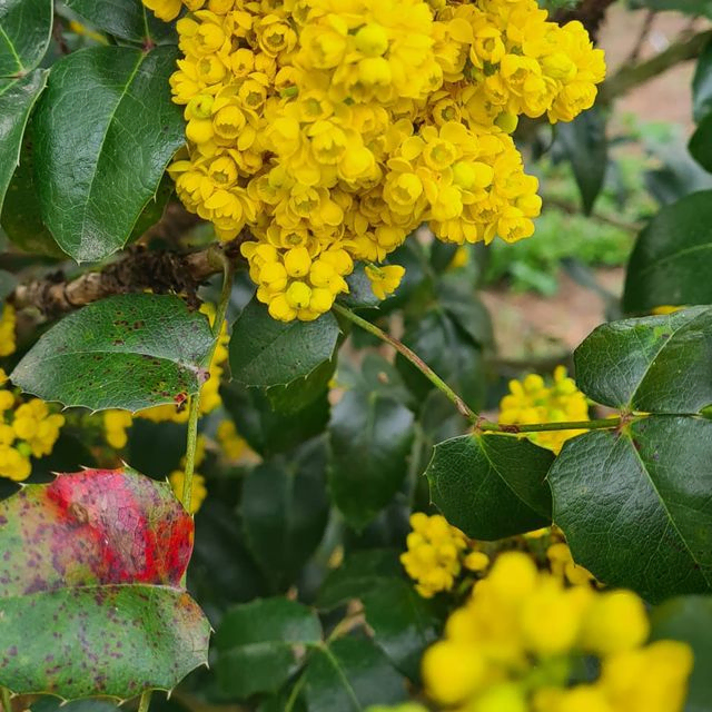 *Mahonie* (Mahonia aquifolium)