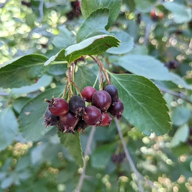 *Erlenblättrige Felsenbirne 'Northline'* (Amelanchier alnifolia 'Northline')