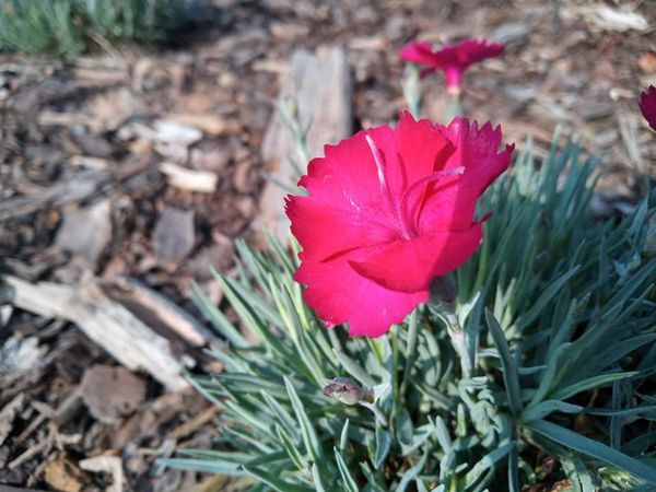 *Pfingstnelke* (Dianthus caesius)
