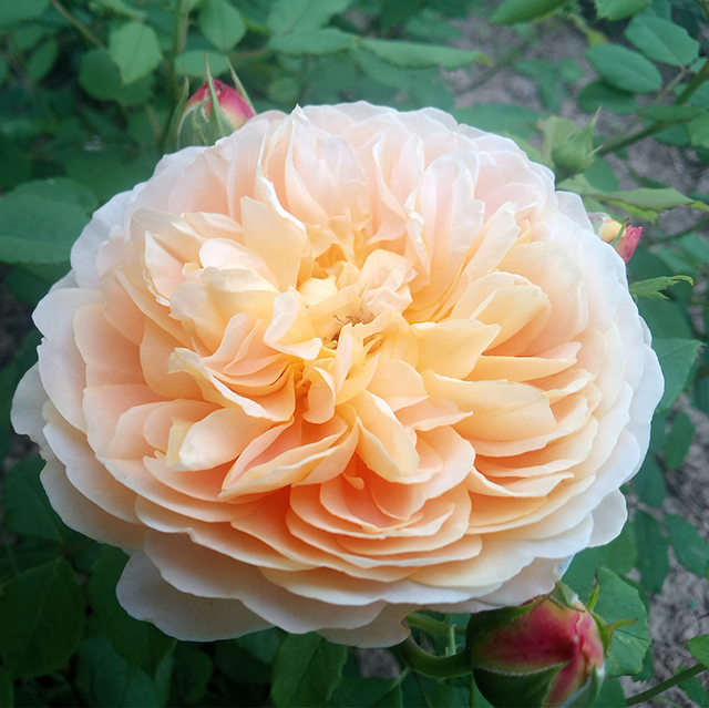 Seltene Rosen im Sortiment der GartenBaumschule Lehnert - Bodendecker, Obstbäume, Rosen, Ziersträucher und Heckenpflanzen aus Sangerhausen