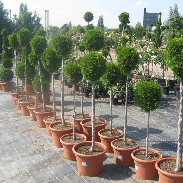 Formgehölze - Thuja - im Sortiment der GartenBaumschule Lehnert - Bodendecker, Obstbäume, Rosen, Ziersträucher und Heckenpflanzen aus Sangerhausen