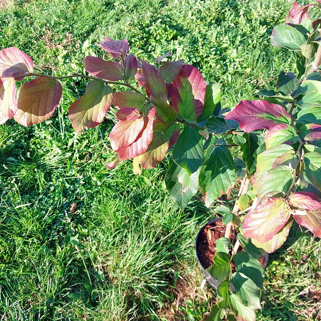 *Persischer Eisenholzbaum 'Select'* (Parrotia persica 'Select')