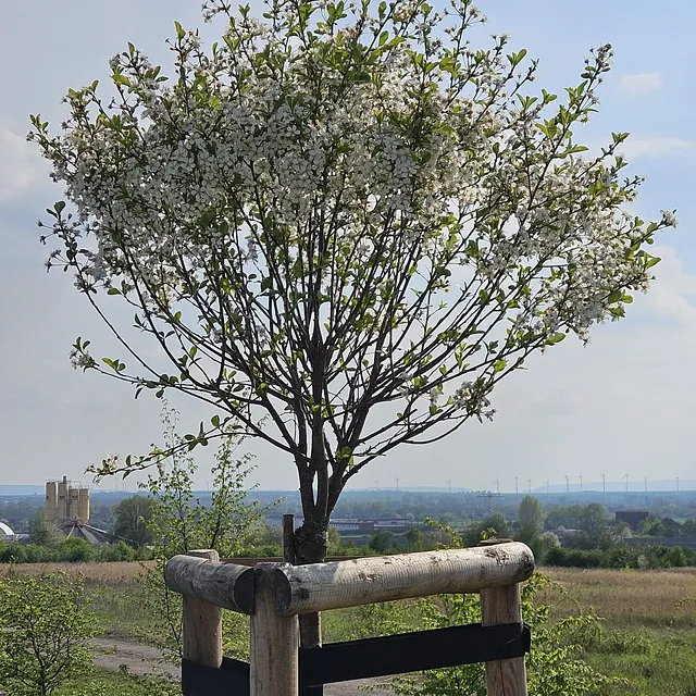 *Kugel-Steppenkirsche* (Prunus fructicosa 'Globosa')