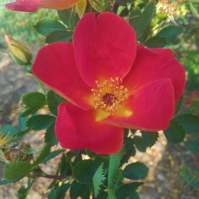 Seltene Rosen im Sortiment der GartenBaumschule Lehnert - Bodendecker, Obstbäume, Rosen, Ziersträucher und Heckenpflanzen aus Sangerhausen