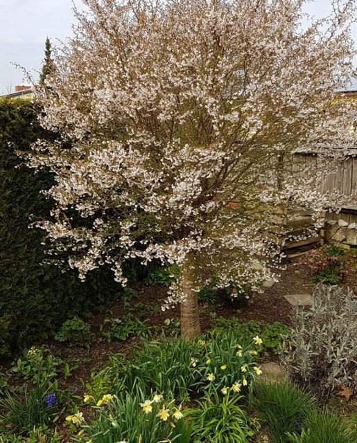 *Zick-Zack-Kirsche* (Prunus incisa 'Kojou-no-mai')