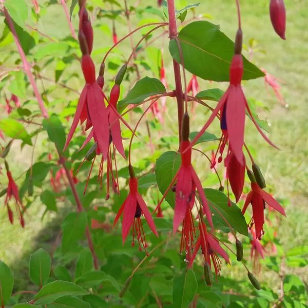 *Winterharte Scharlachfuchsie* (Fuchsia magellanica 'Riccartonii')