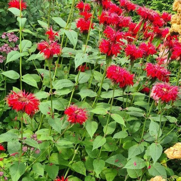 *Indianernessel* (Monarda didyma) 