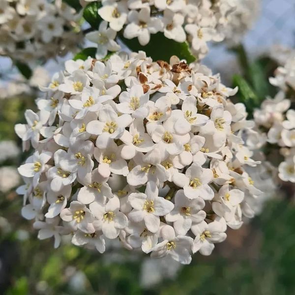 *Oster-Schneeball* (Viburnum burkwoodii)