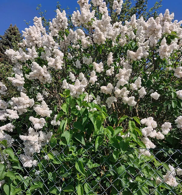 *Edelflieder 'Mme Lemoine'* (Syringa vulgaris 'Mme Lemoine')