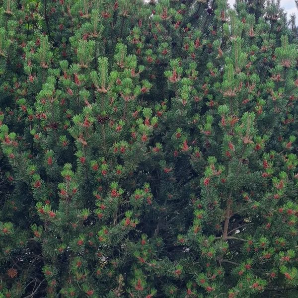 *Krummholzkiefer* (Pinus mugo mughus)