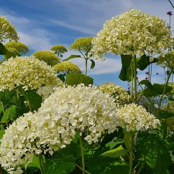 *Schneeballhortensie 'Annabelle'* (Hydrangea arborescens 'Annabelle')