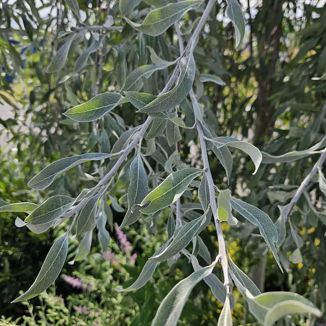 *Hängende Weidenblättrige Birne* (Pyrus salicifolia 'Pendula')