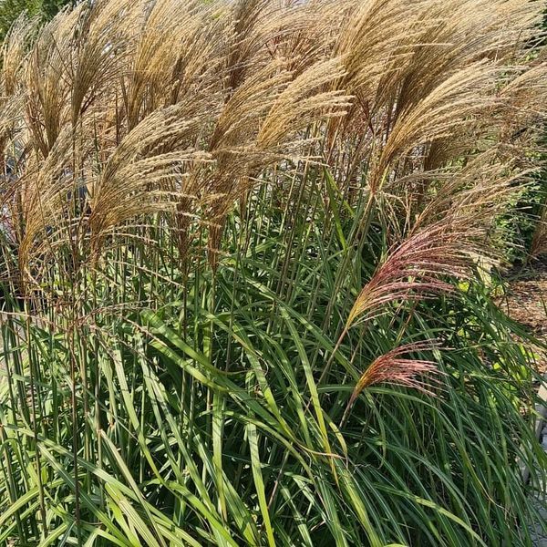 *Chinaschilf in verschiedenen Sorten* (Miscanthus sinensis)