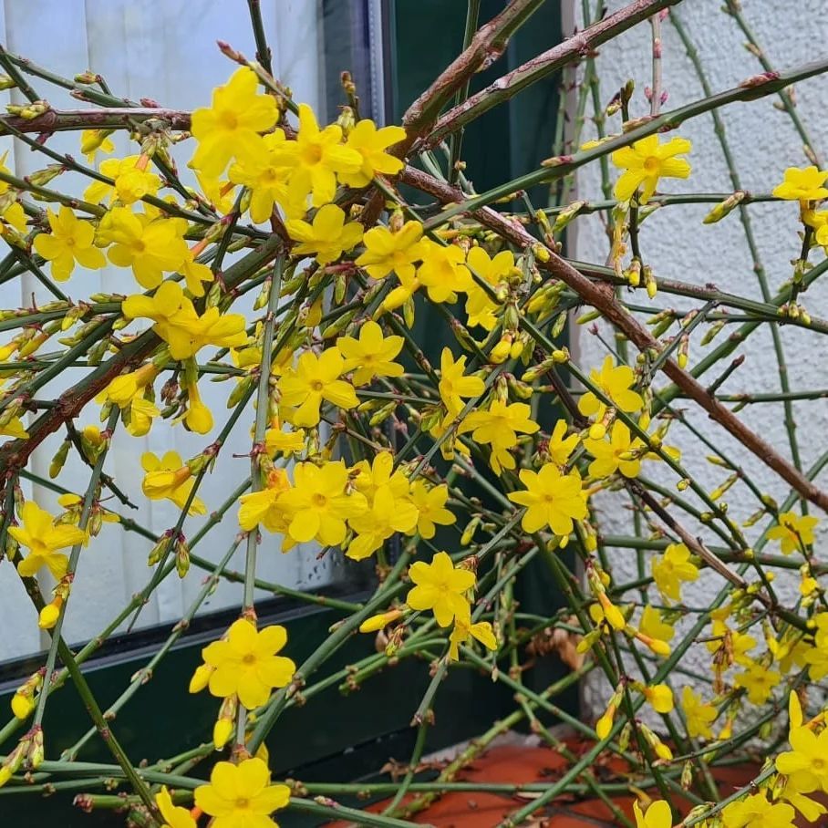*Winterjasmin* (Jasminum nudiflorum)