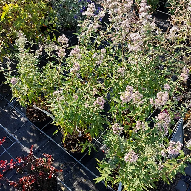 Bartblume 'Stephi'* (Caryopteris x clandonensis 'Stephi')