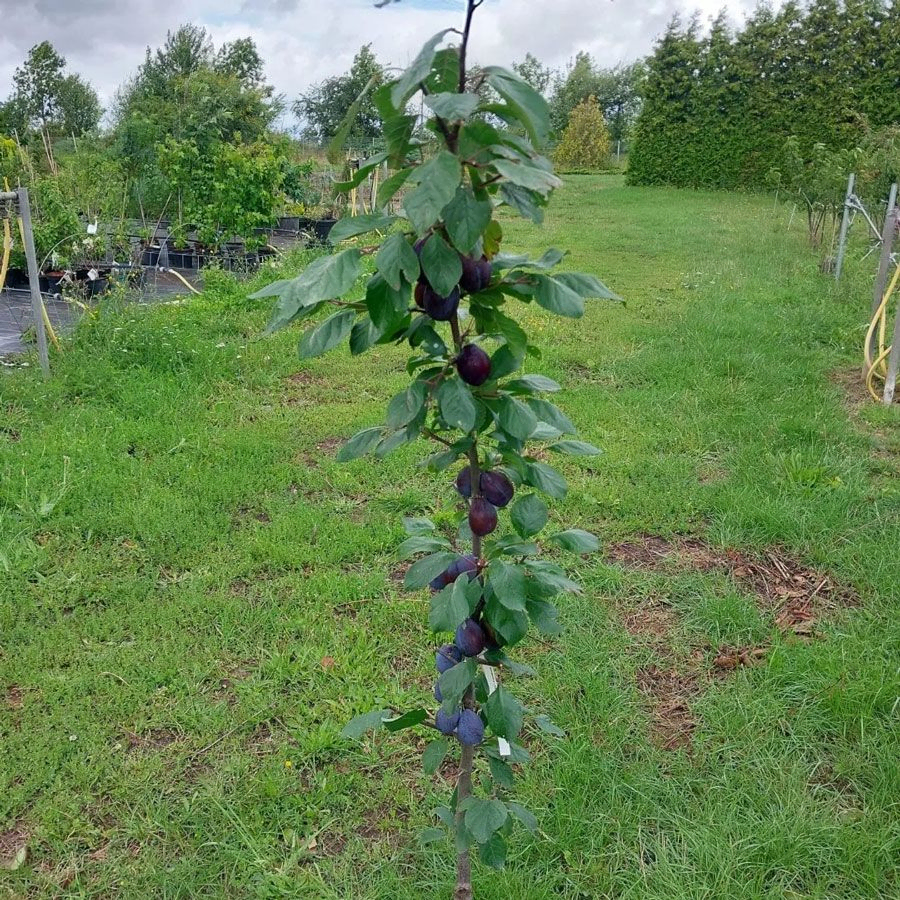 *Säulenzwetschge* (Prunus domestica)