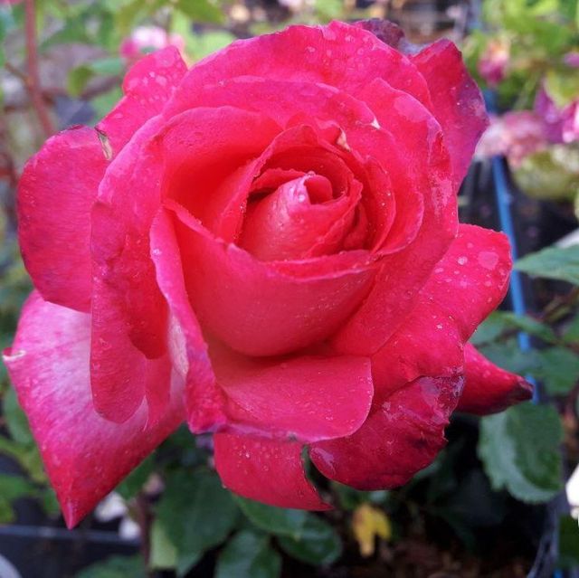 Edelrosen im im Sortiment der GartenBaumschule Lehnert - Bodendecker, Obstbäume, Rosen, Ziersträucher und Heckenpflanzen aus Sangerhausen