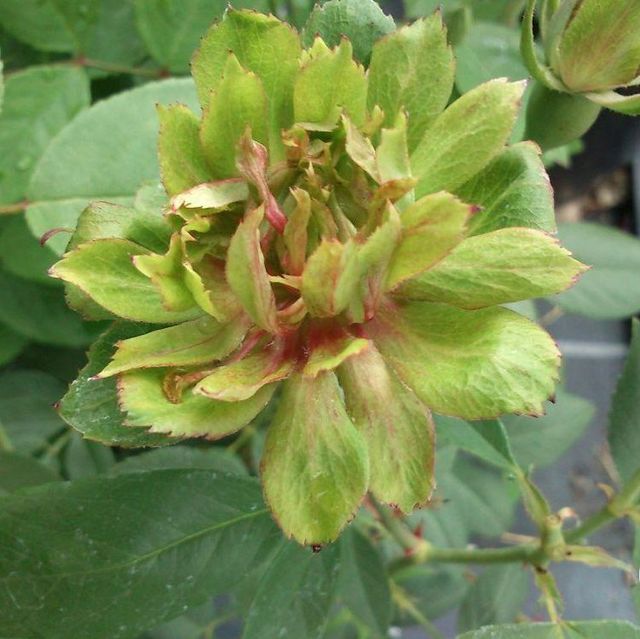 Seltene Rosen im Sortiment der GartenBaumschule Lehnert - Bodendecker, Obstbäume, Rosen, Ziersträucher und Heckenpflanzen aus Sangerhausen