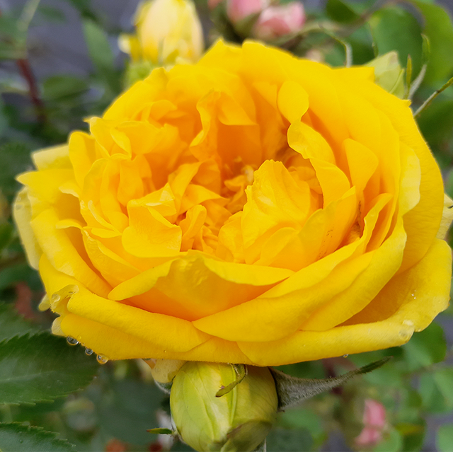 Edelrosen im im Sortiment der GartenBaumschule Lehnert - Bodendecker, Obstbäume, Rosen, Ziersträucher und Heckenpflanzen aus Sangerhausen