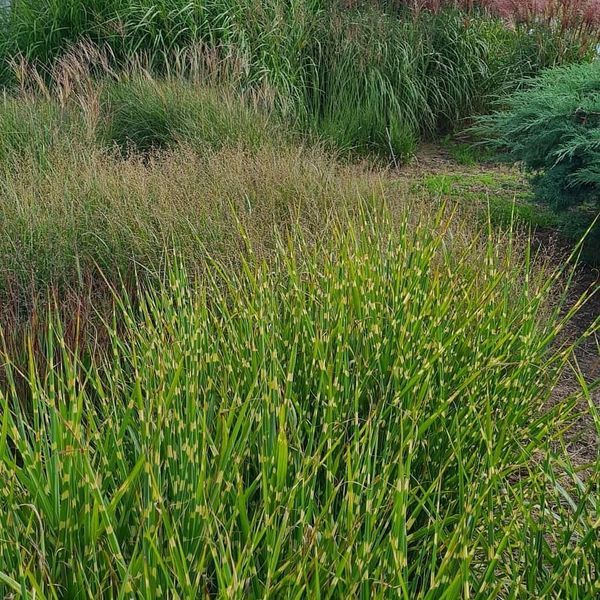 *Chinaschilf in verschiedenen Sorten* (Miscanthus sinensis)
