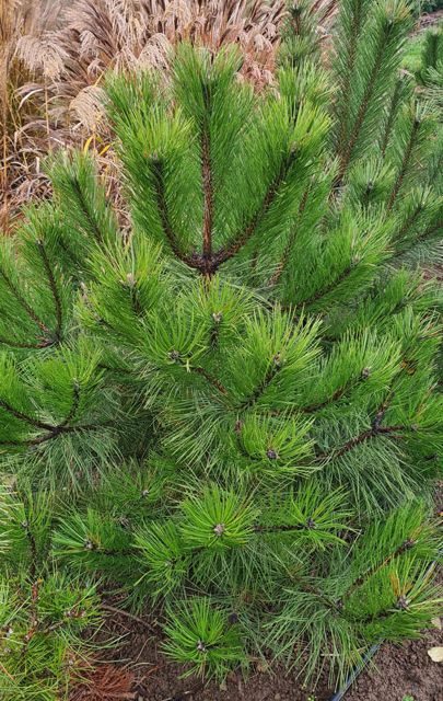 *Österreichische Schwarzkiefer* (Pinus nigra ssp. nigra)