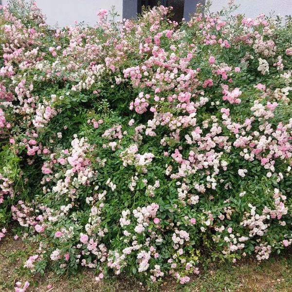 *Bodendecker-Rose / Beetrose 'The Fairy'* (Rosa 'The Fairy')