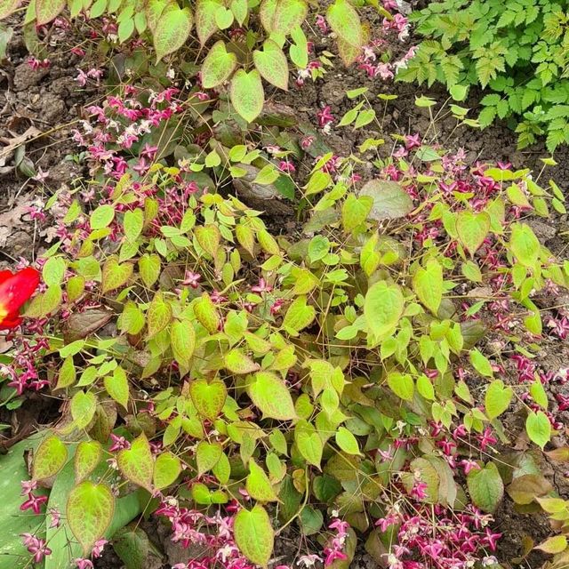 *Rote Elfenblume* (Epimedium x rubrum)