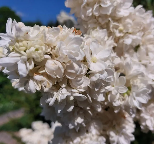 *Edelflieder 'Mme Lemoine'* (Syringa vulgaris 'Mme Lemoine')