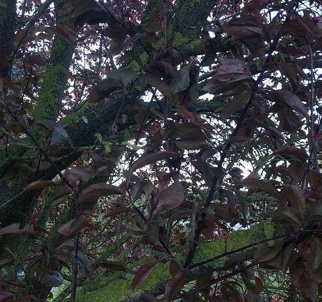 *Blutpflaume* (Prunus cerasifera 'Nigra')