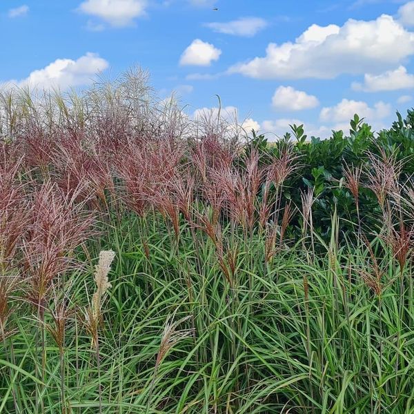 *Chinaschilf in verschiedenen Sorten* (Miscanthus sinensis)