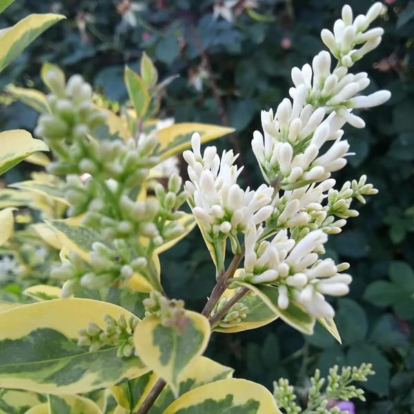 *Goldliguster* (Ligustrum ovalifolium 'Aureum')