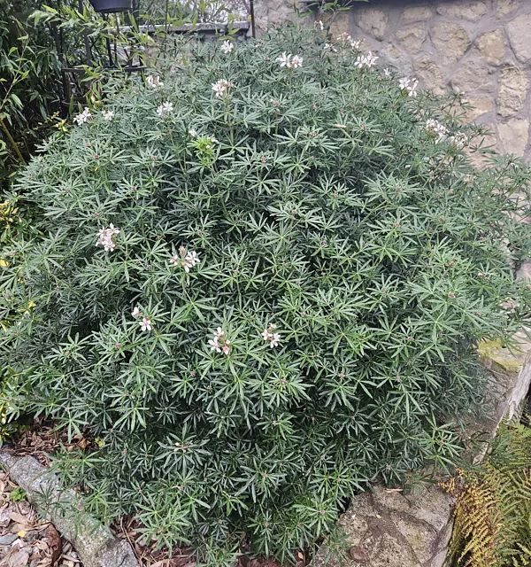 *Orangenblume* (Choisya ternata 'Aztec Pearl')