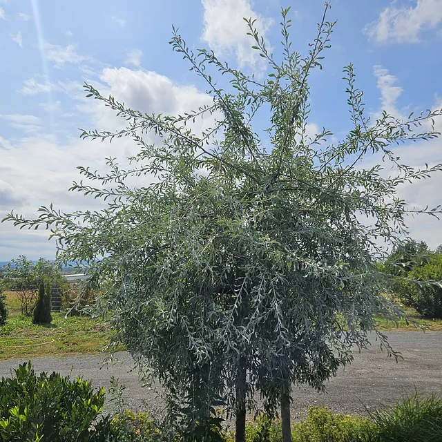 *Hängende Weidenblättrige Birne* (Pyrus salicifolia 'Pendula')
